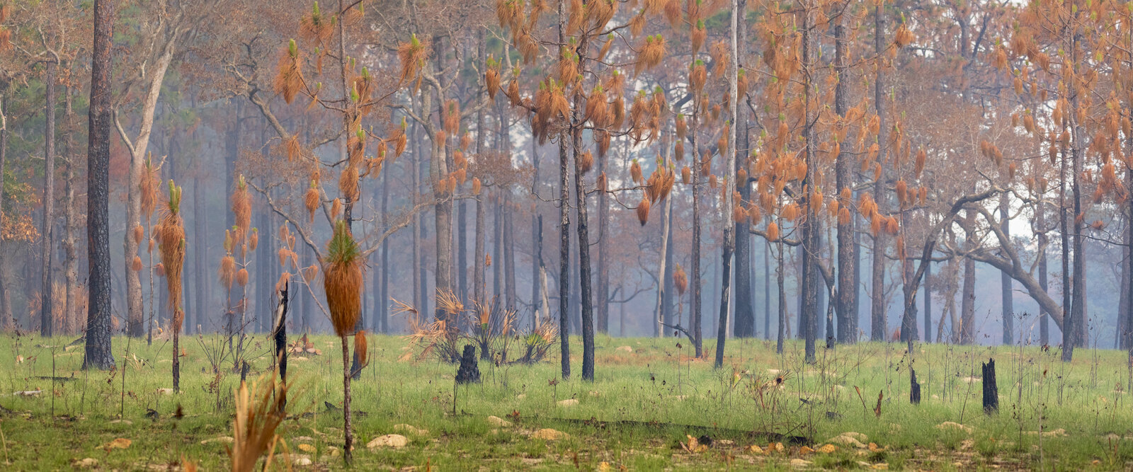 Wide view of orange-leaved trees with lingering smoke from recent fire