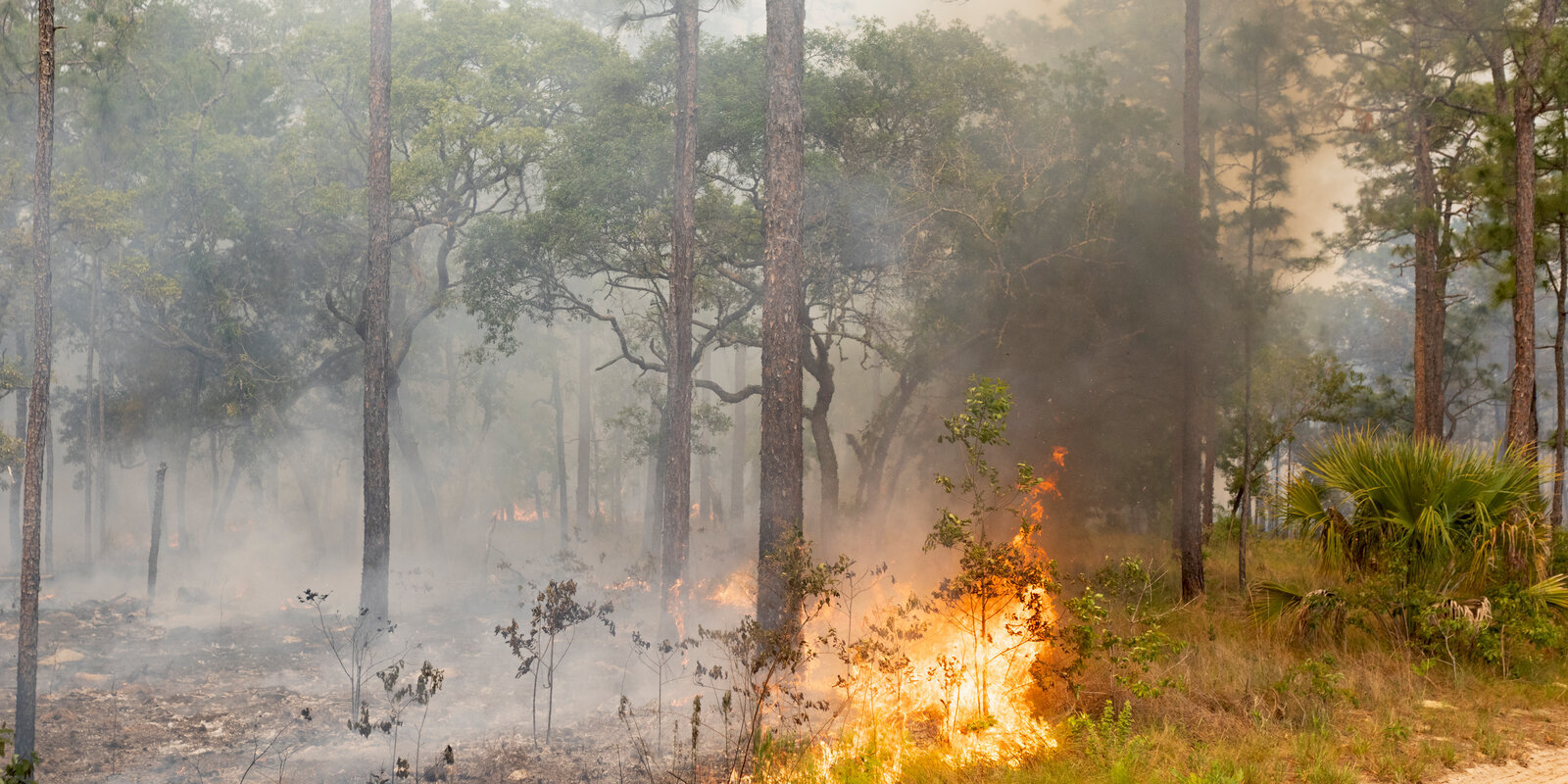 Fire and Light: The Resilience of Florida’s Sandhill Ecosystems