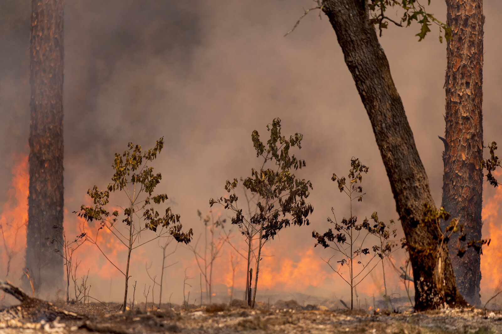 Flames climbing through dense trunks in active prescribed fire scene