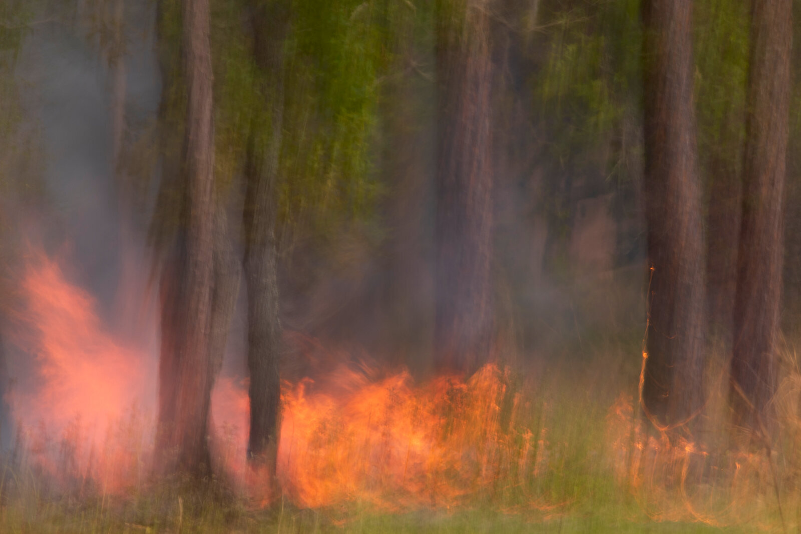 Small flames under green pine canopy in low-intensity prescribed fire