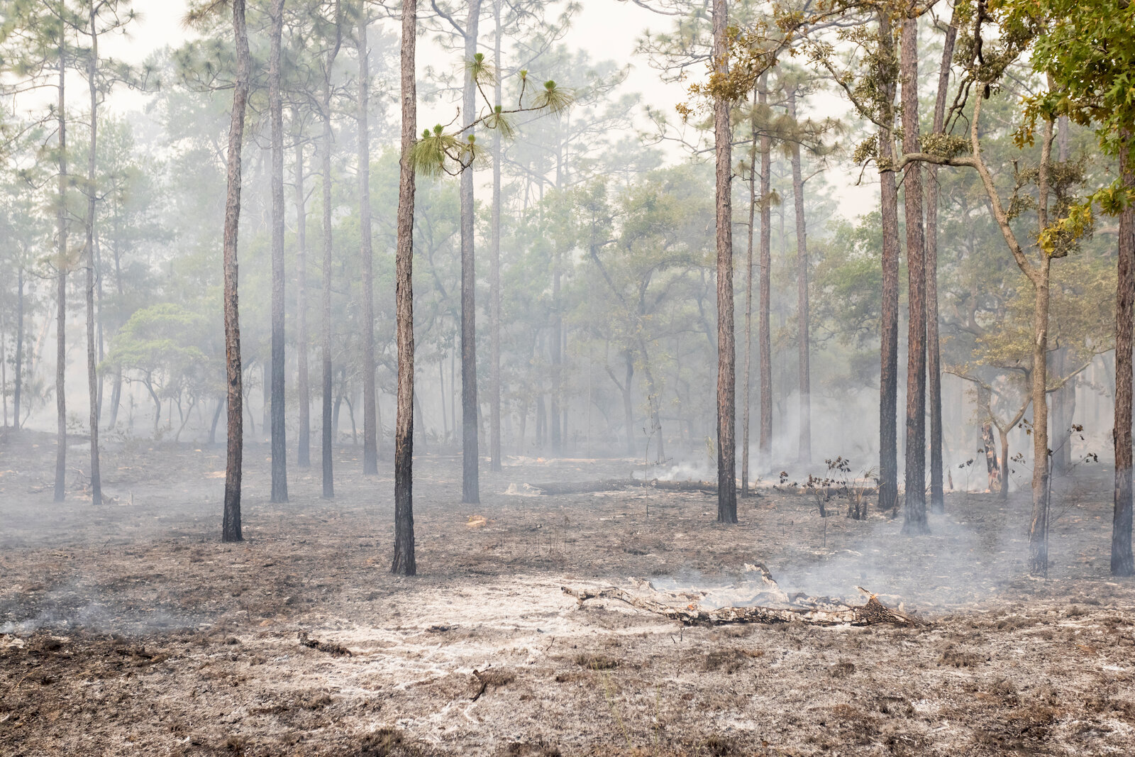 Morning light rays through smoke in recently burned longleaf pine stand