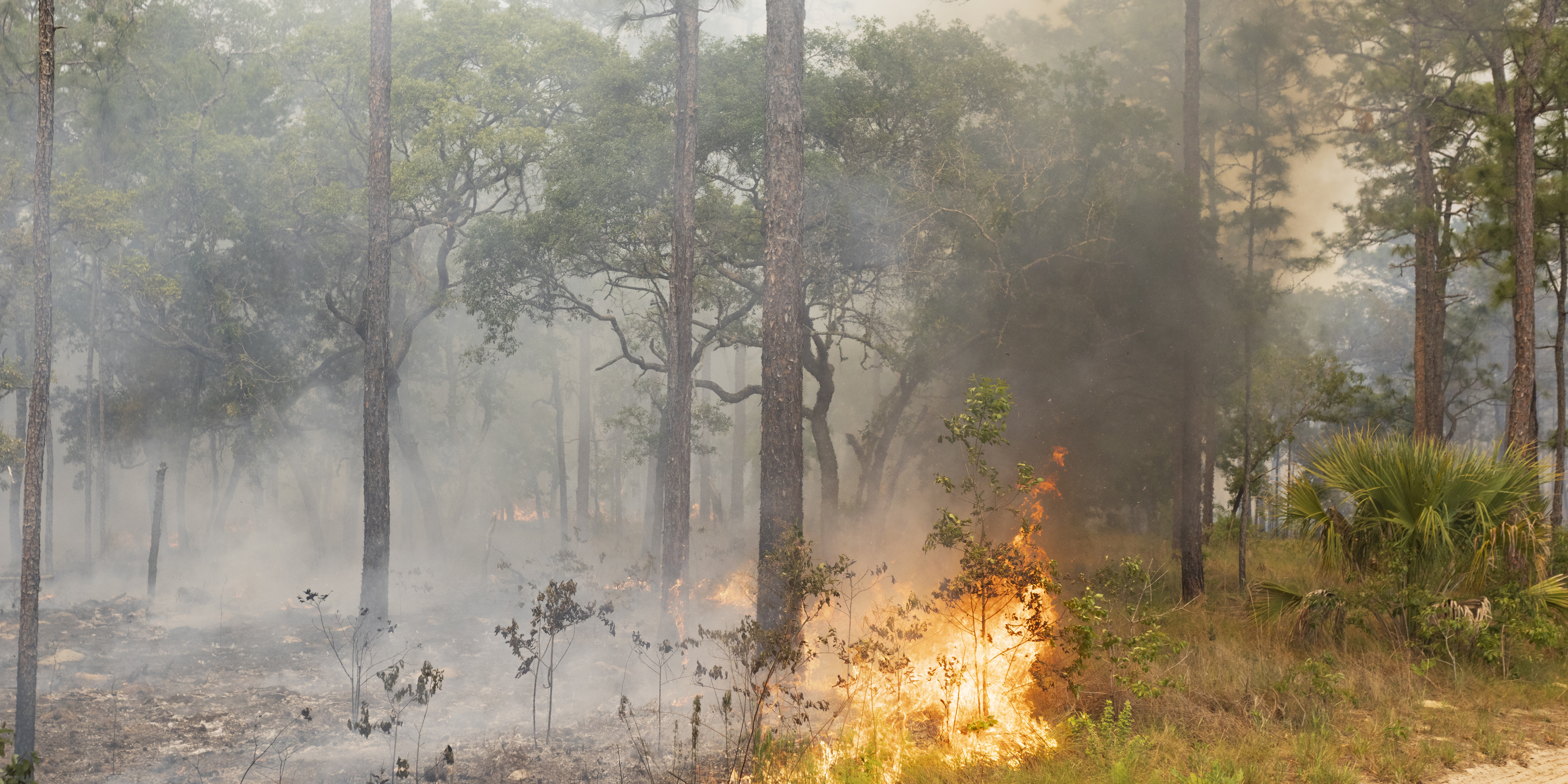 Controlled fire burning low in forest with rising smoke and filtered light
