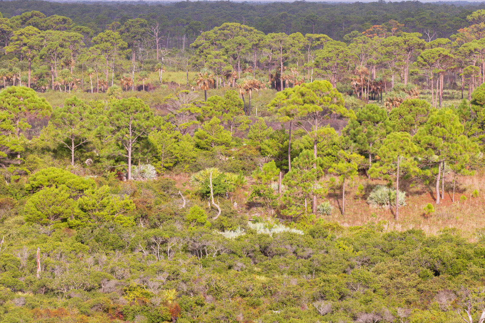 Sweeping view of Jonathan Dickinson State Park from the lookout tower