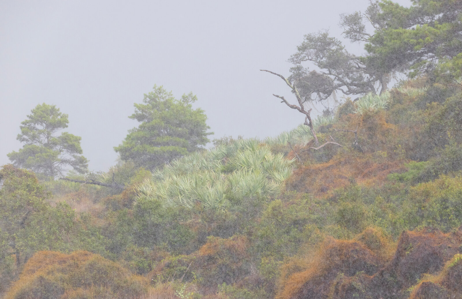 Florida nature as seen during a heavy downpour