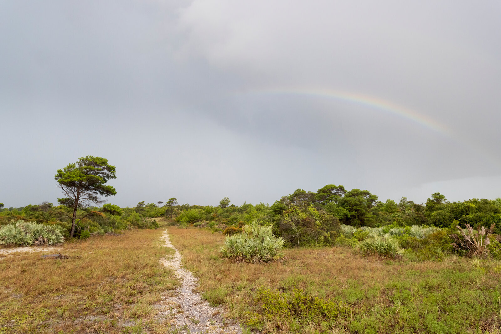 Open grassy prairie with scattered pines under overcast sky