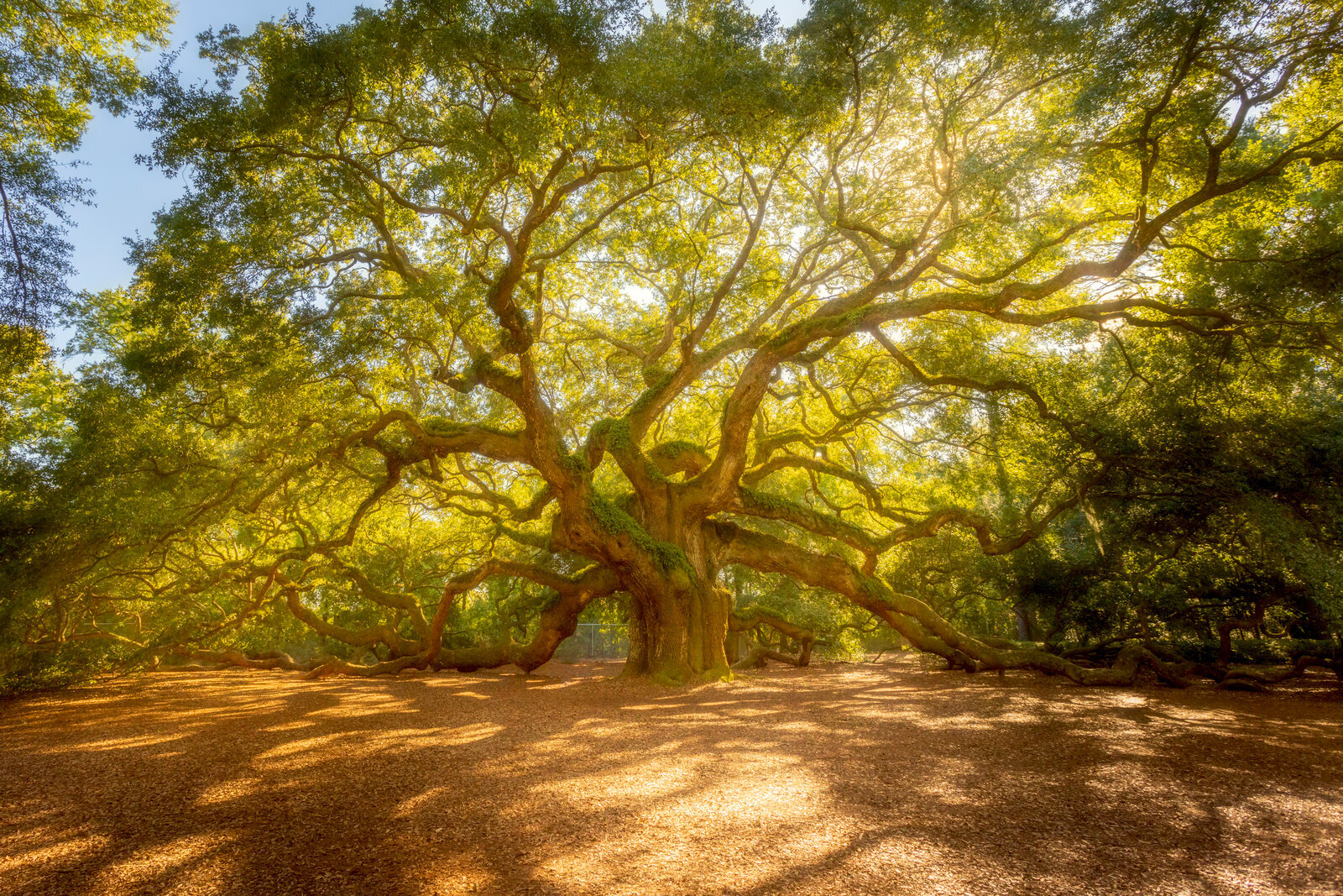 Sprawling branches of the Angel Oak tree lit by golden sunlight