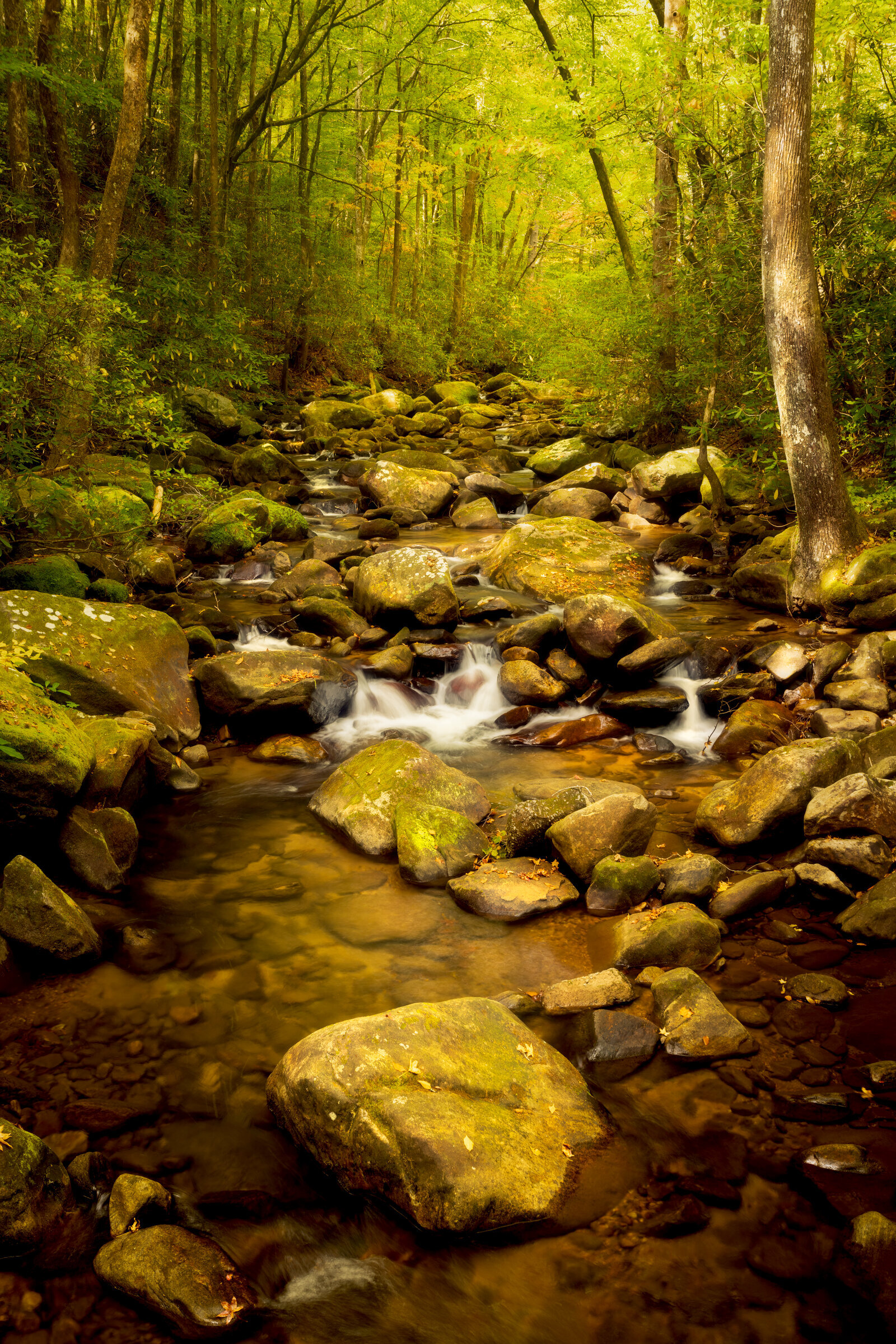 Leaf-covered forest creek glowing with fall color and tunnel-like depth