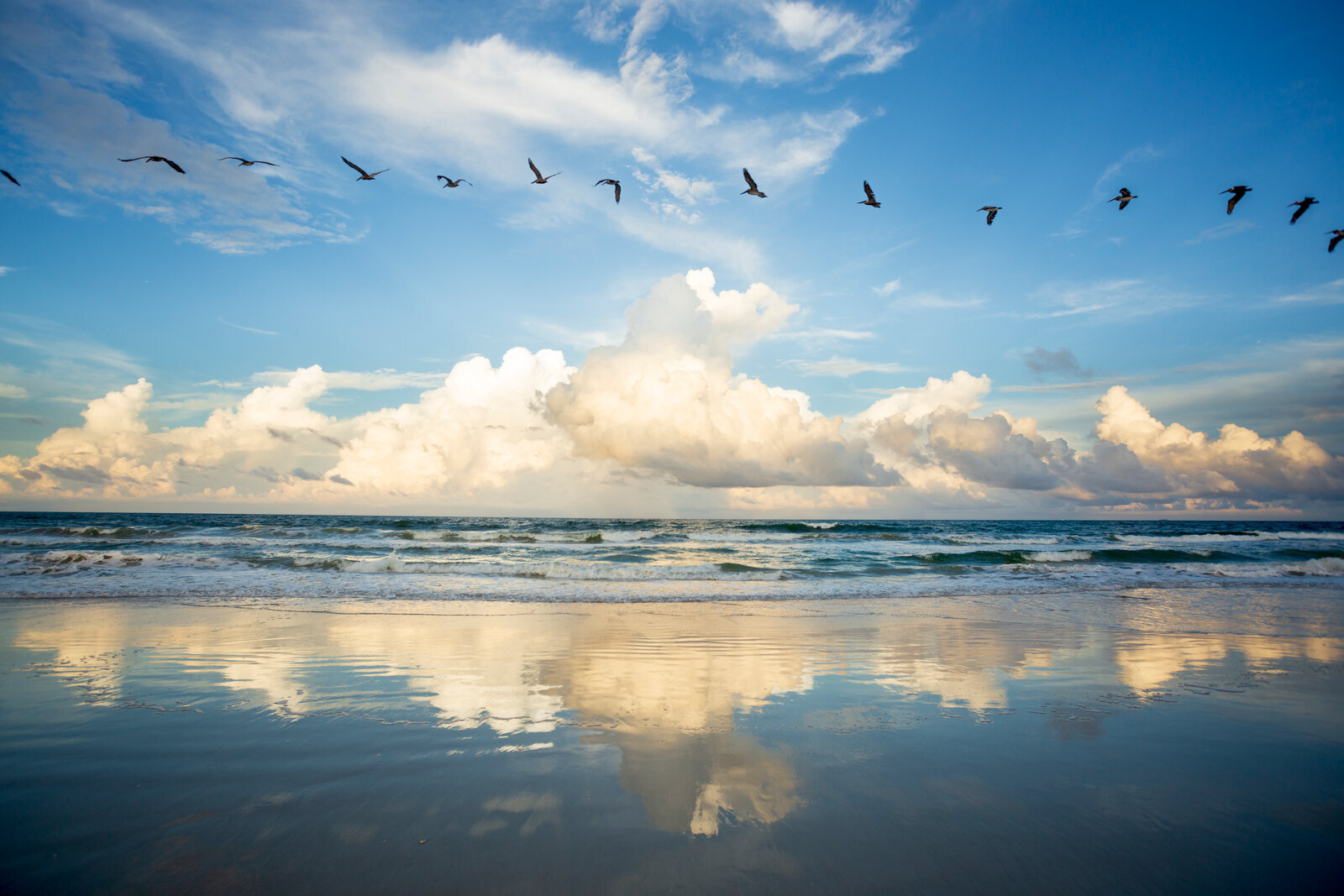 Pelican's Parade