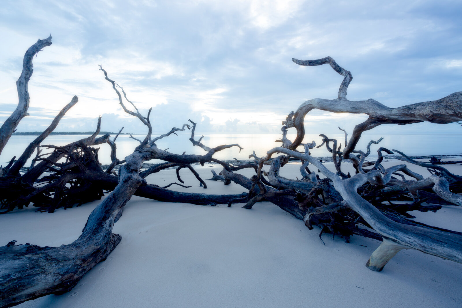 Blue Hour Driftwood