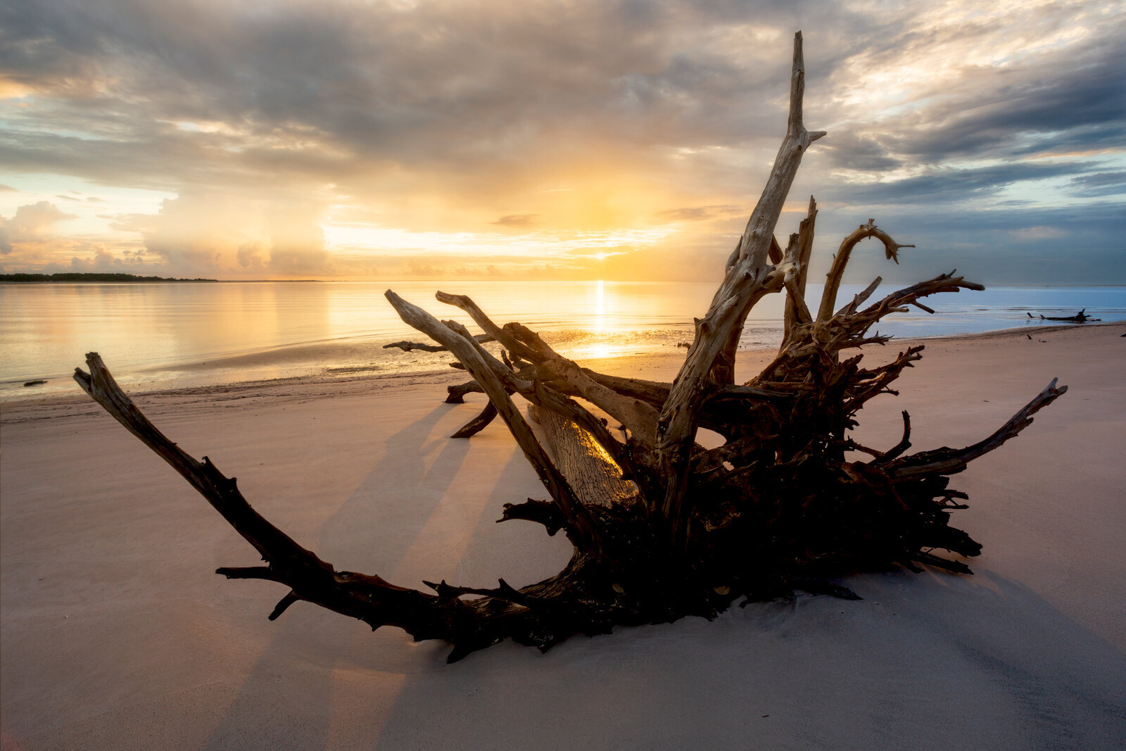 Florida coast sunrise with large driftwood in the foreground