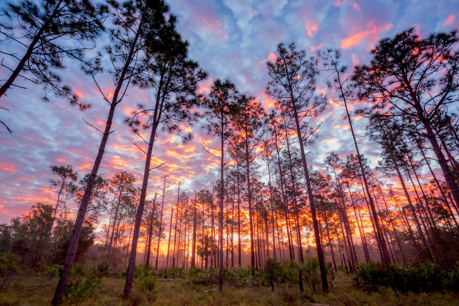 Tall pine trees with orange glow from setting sun in backlight