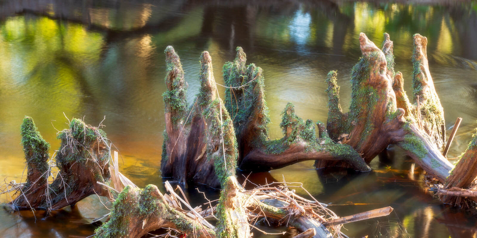 Backlit swamp forest with radiant light and cypress knees