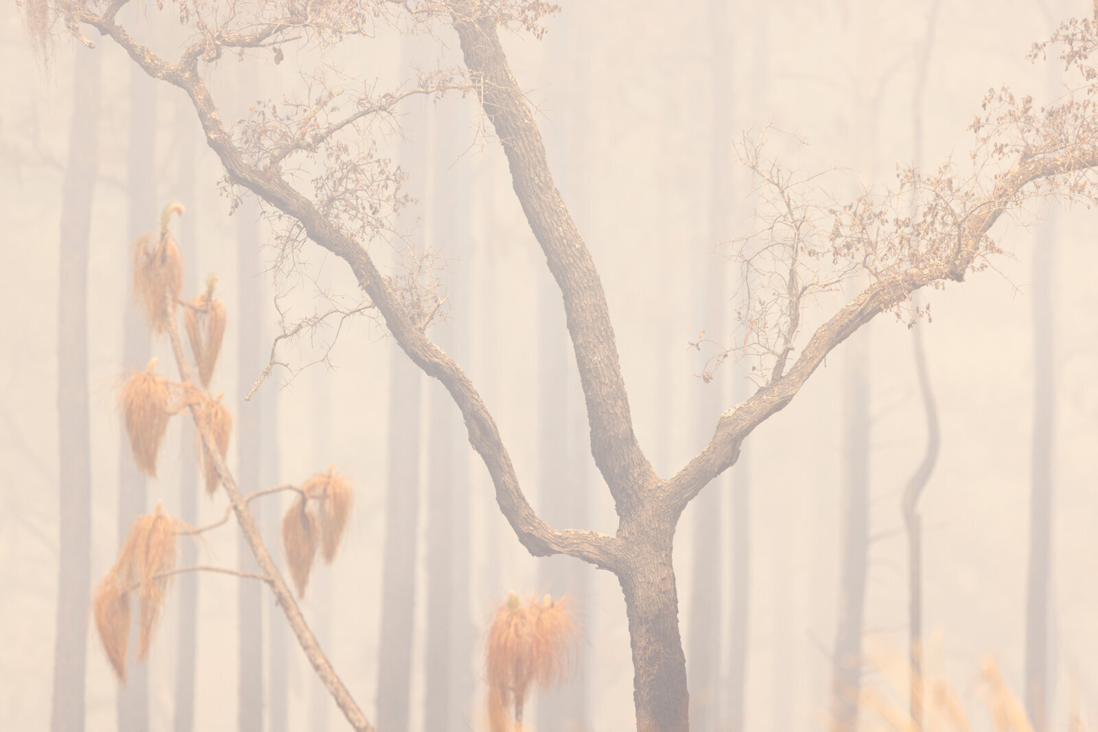 Soft pastel tones and charred trunks in a recently burned pine forest