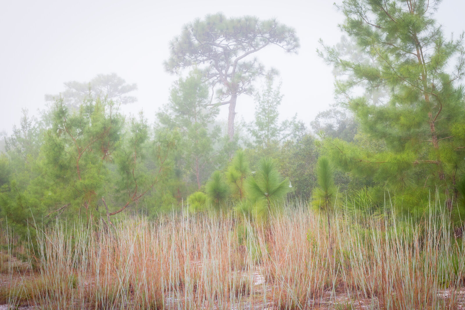 Florida forest in the fog with pine trees in the background and saw grass in the foreground