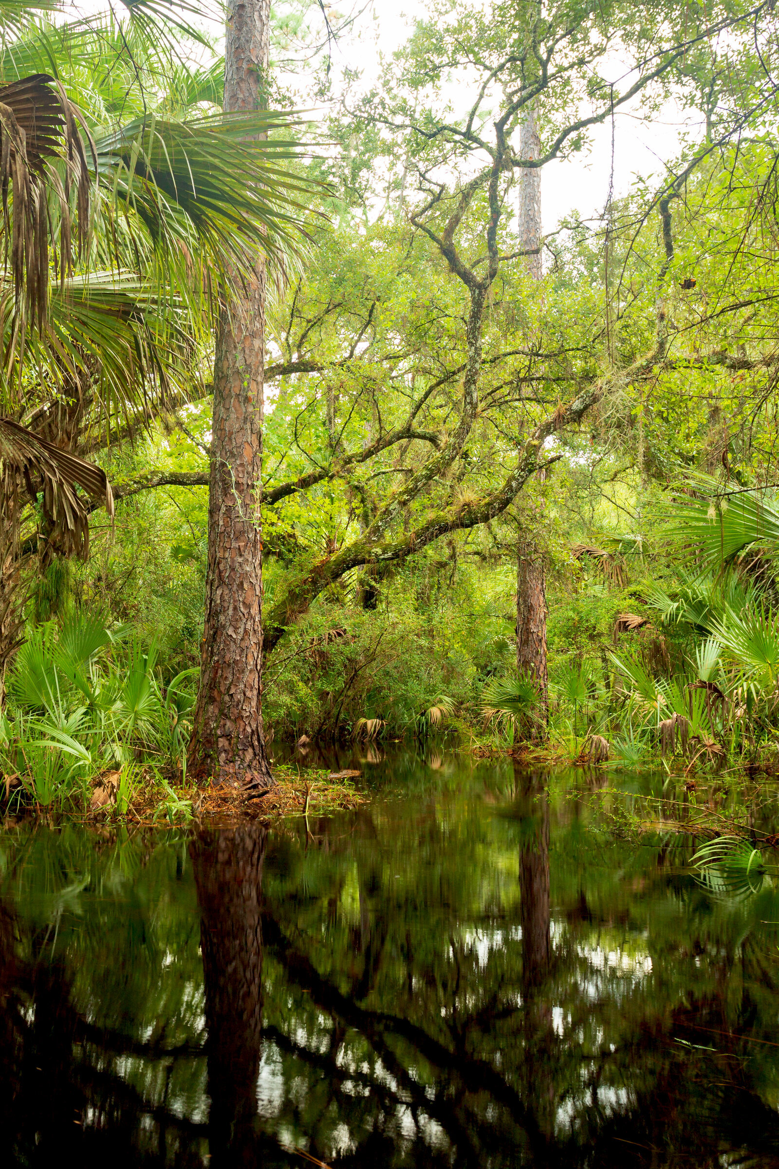 Florida forest flooded with dark, tanin rich waters after a heavy rain. Pine trees and oak trees standing in the water.