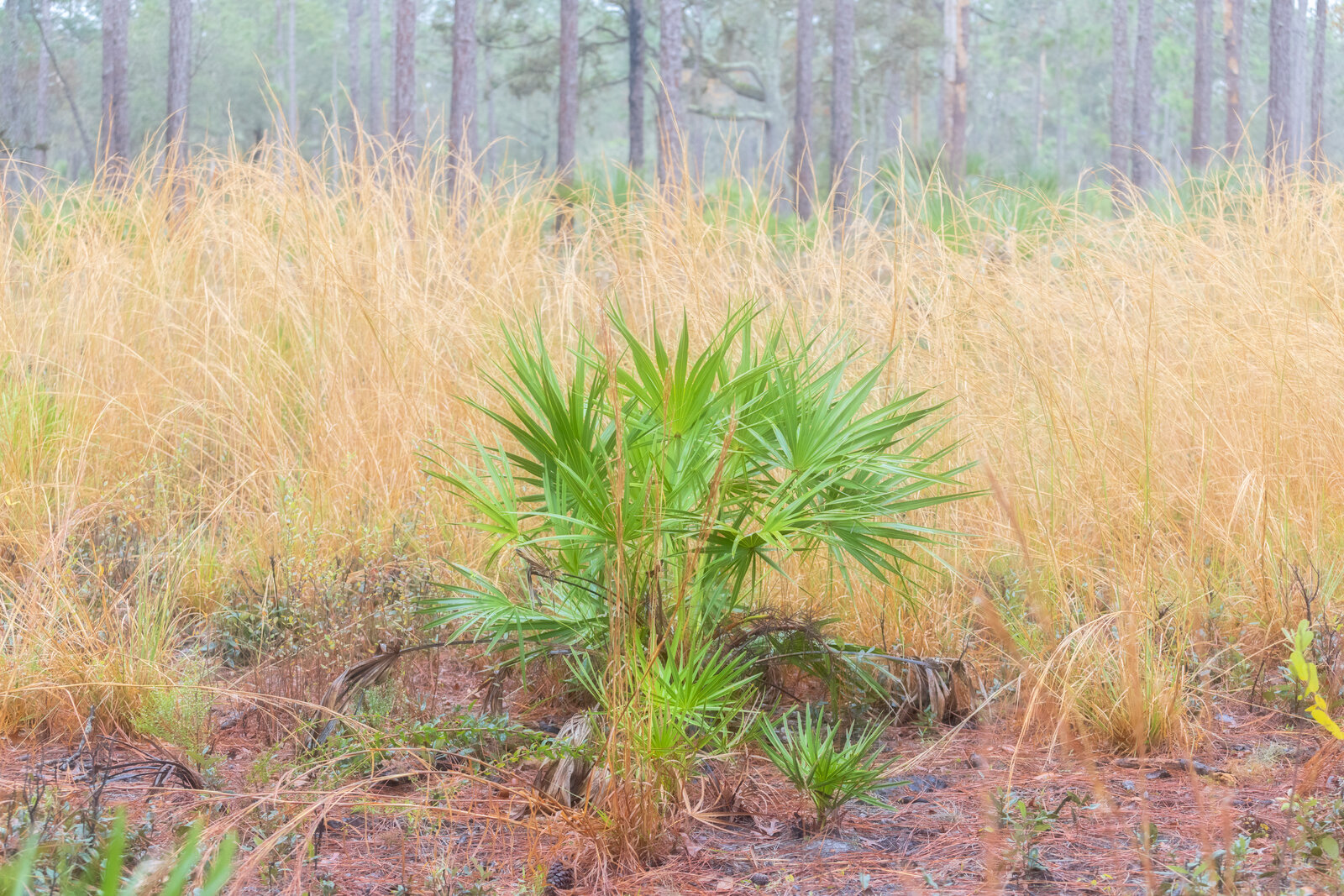 Flatwoods scene with golden light and saw palmetto grasses