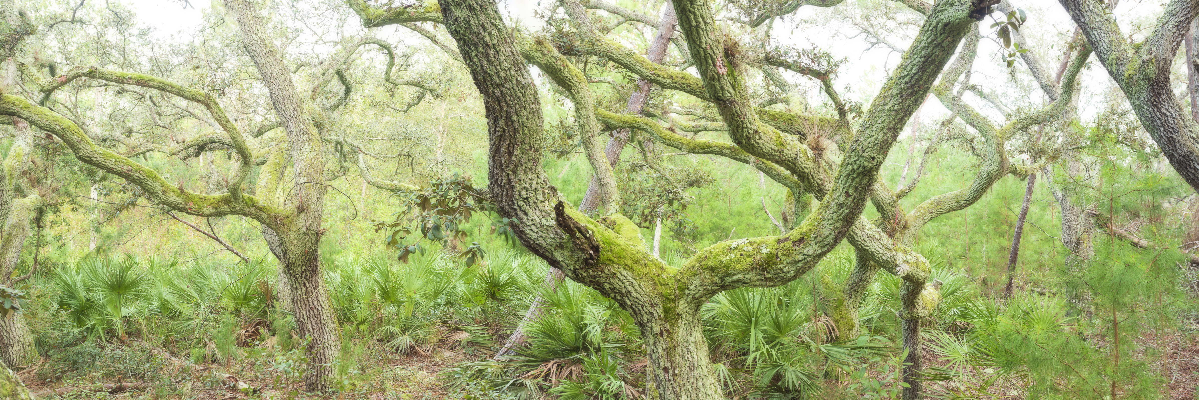 Low angle view of moss-covered live oak trees forming a tunnel