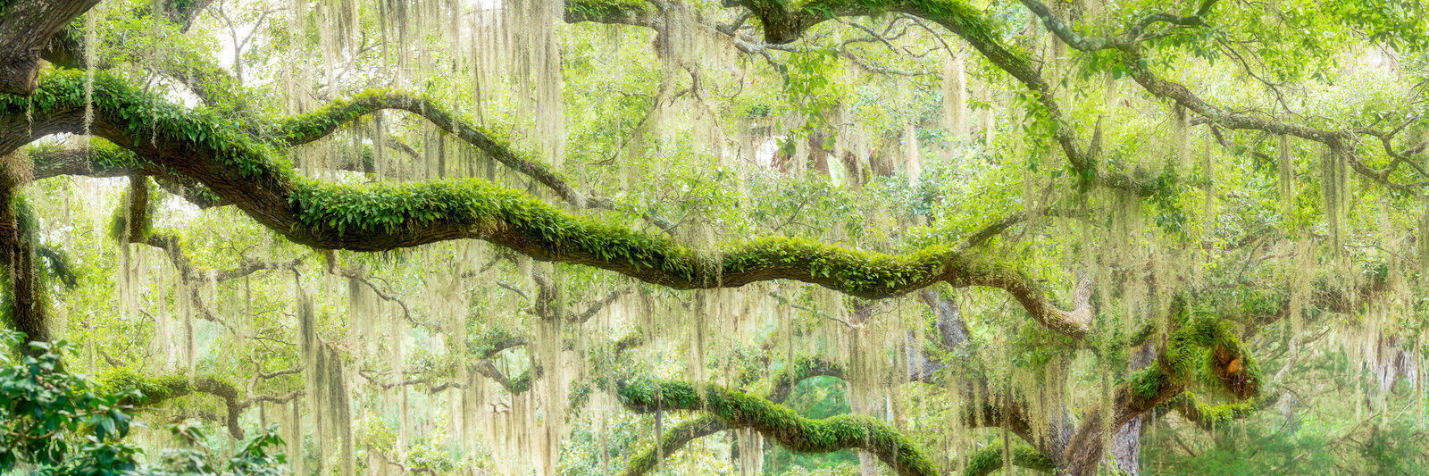 Weaving canopy of horizontal live oak limbs covered in moss