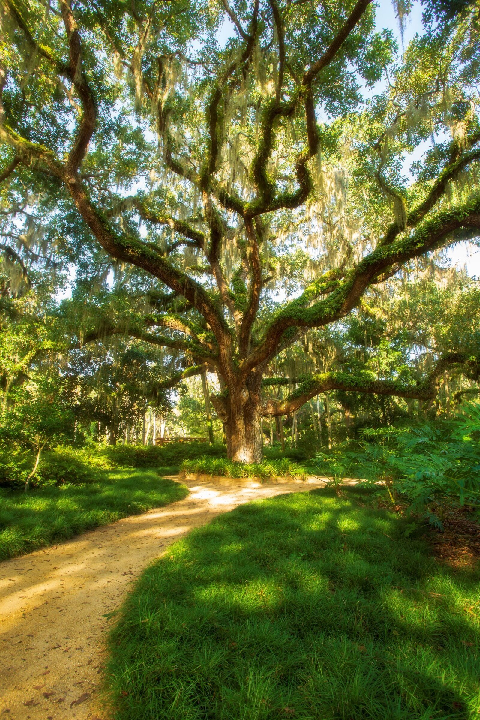 Massive live oak with sprawling branches in golden morning light