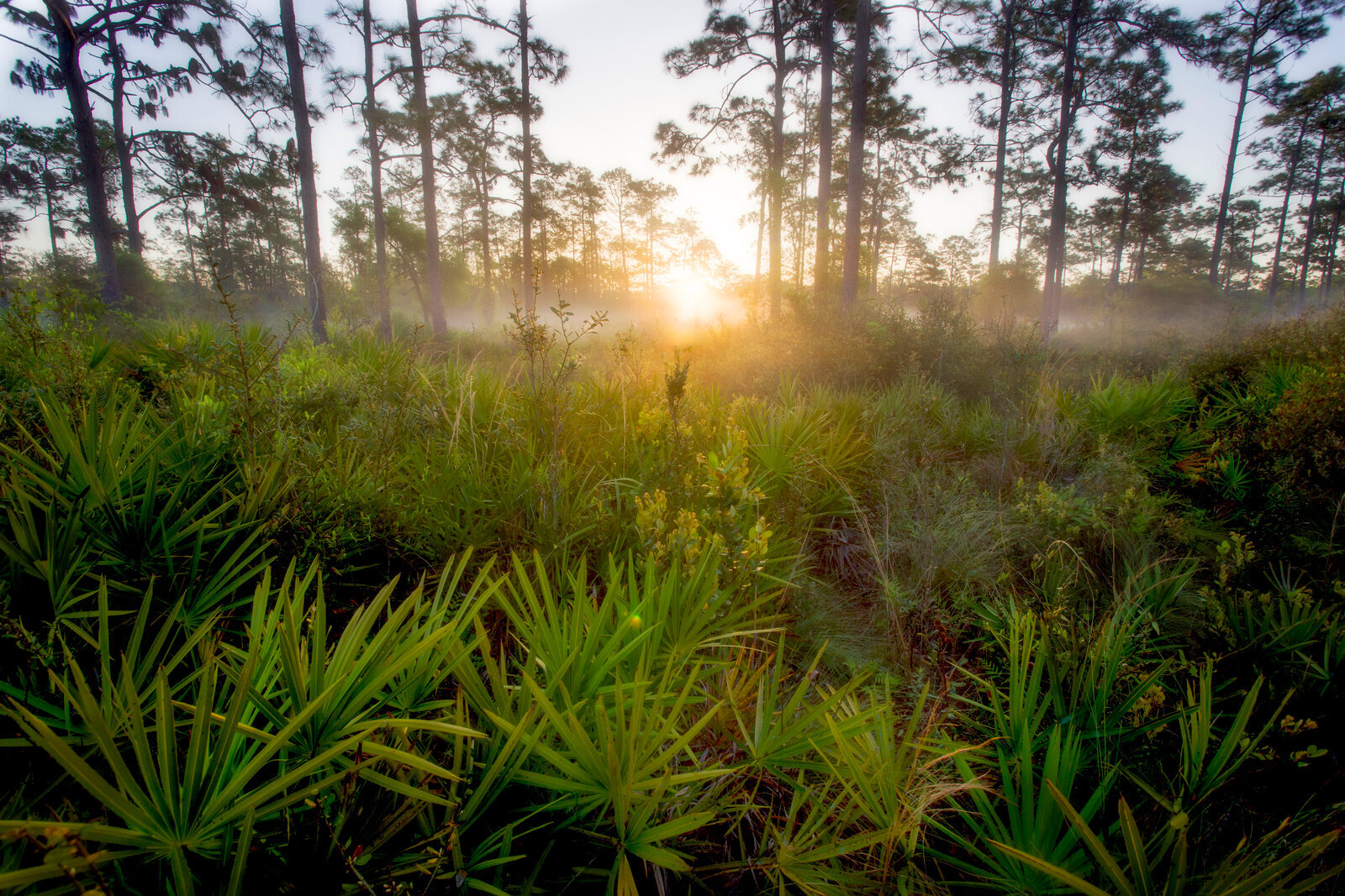 Rays of sun pierce through palmetto grove in Florida forest at sunrise