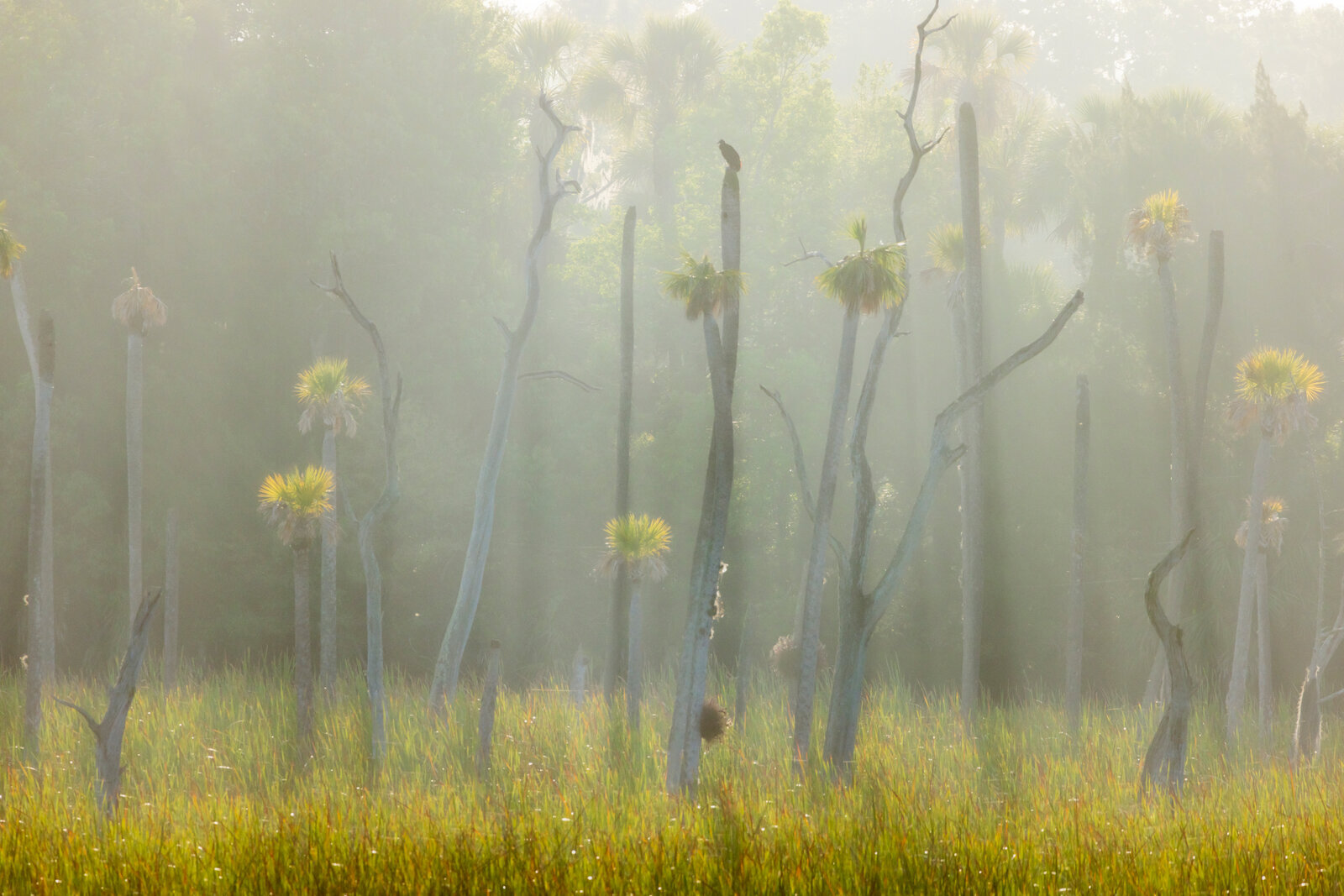 Foggy morning over sandhill ecosystem with soft golden light