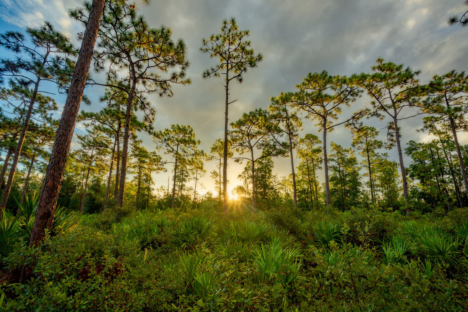 Isolated pine tree surrounded by brush in a quiet wild scene