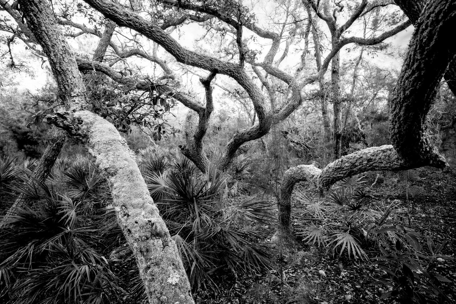 Twisted live oak trees in dramatic monochrome with high contrast