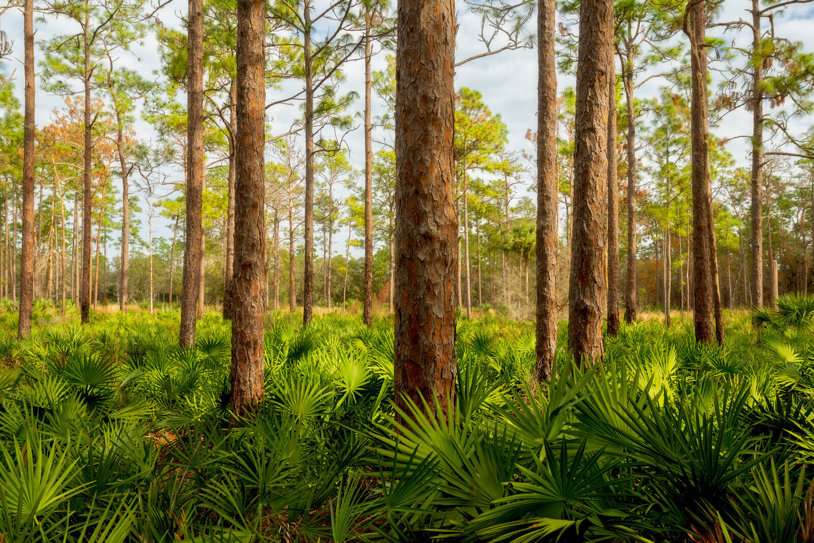 Florida Forests