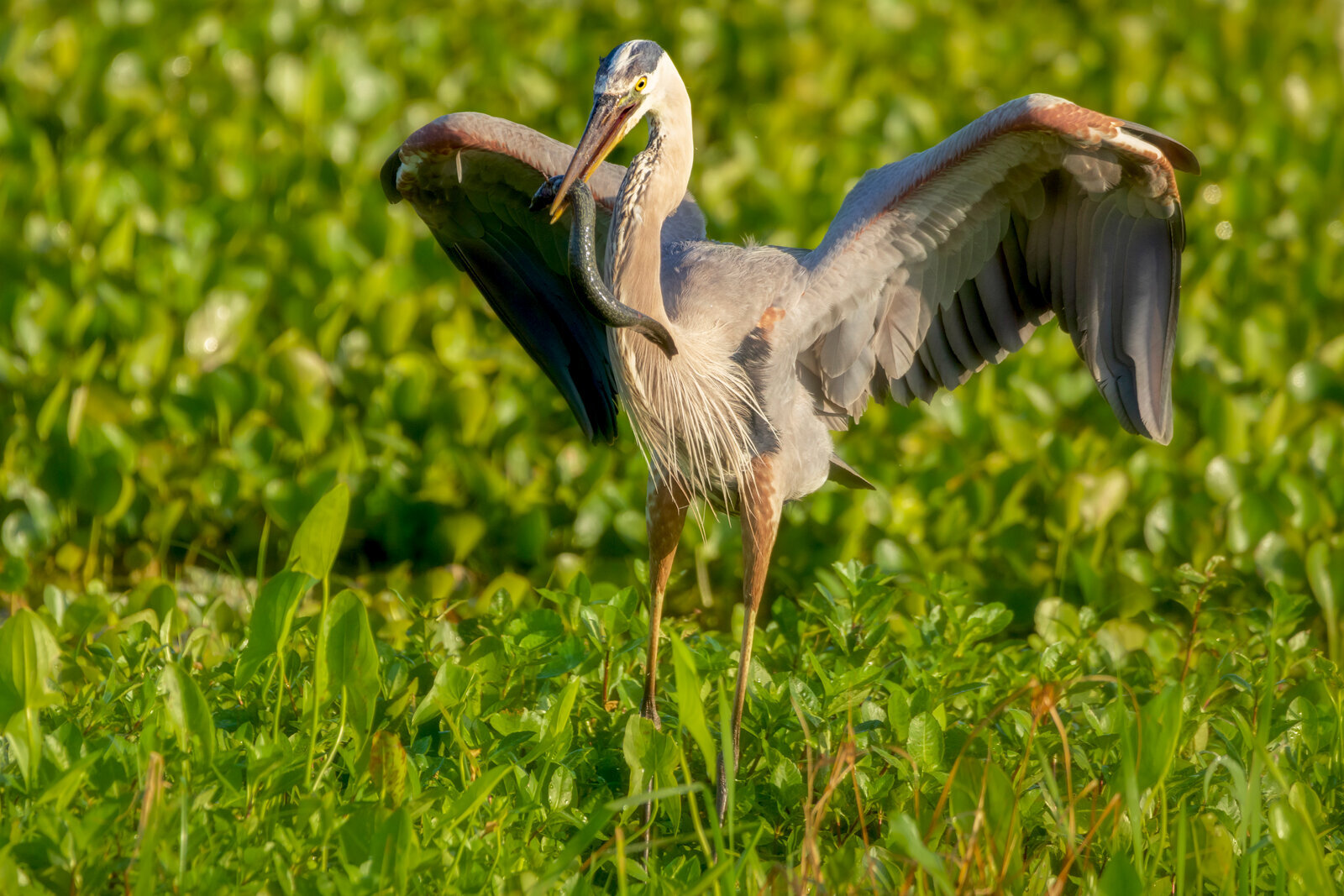 Wildlife