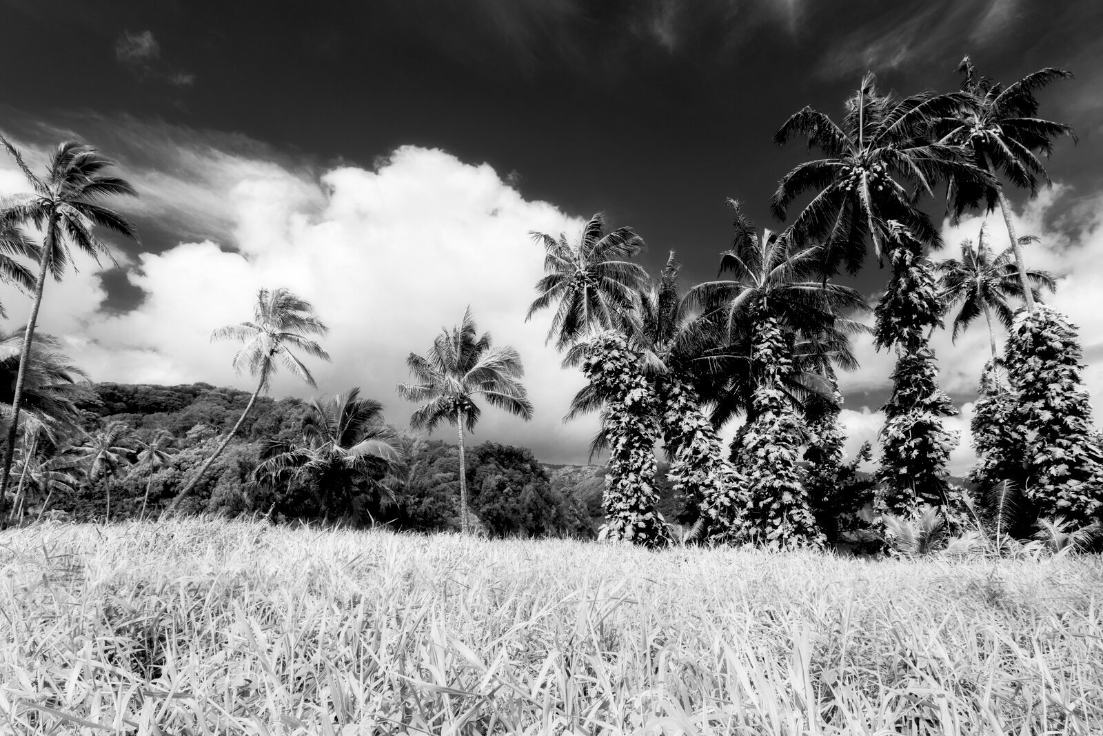 Tropical Breeze