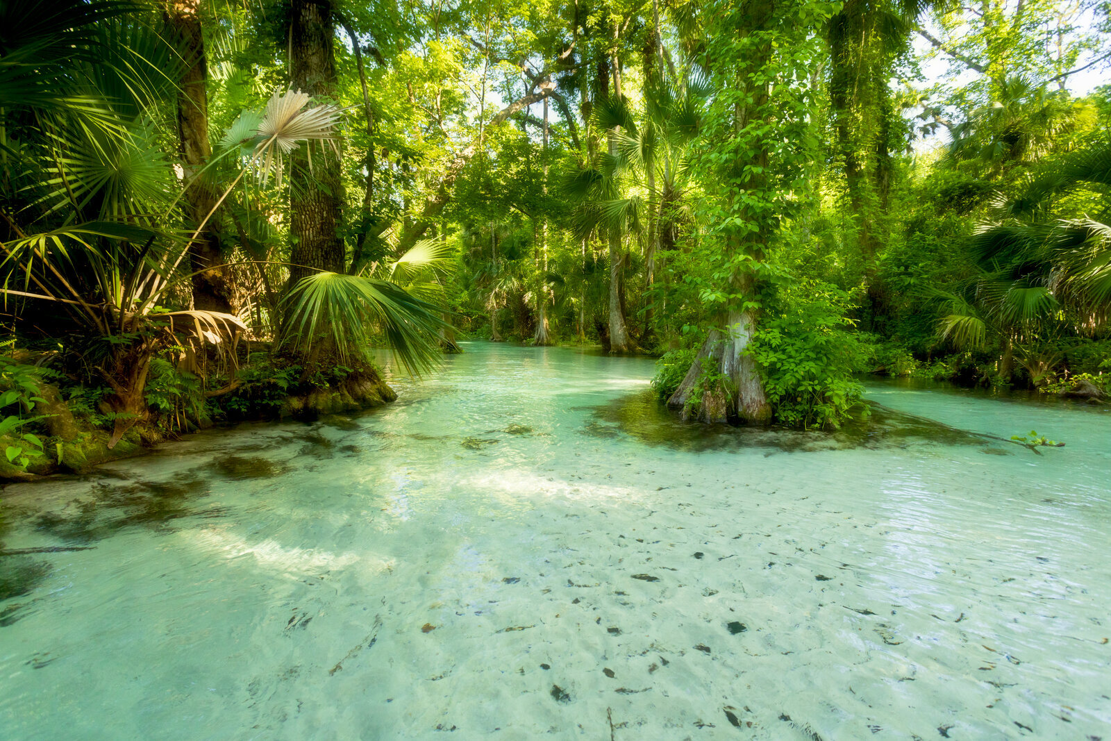 Ripples and bubbles in shallow spring surrounded by forest