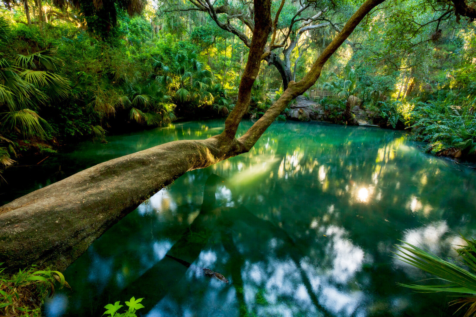 Twisted oak roots mirrored on a green spring