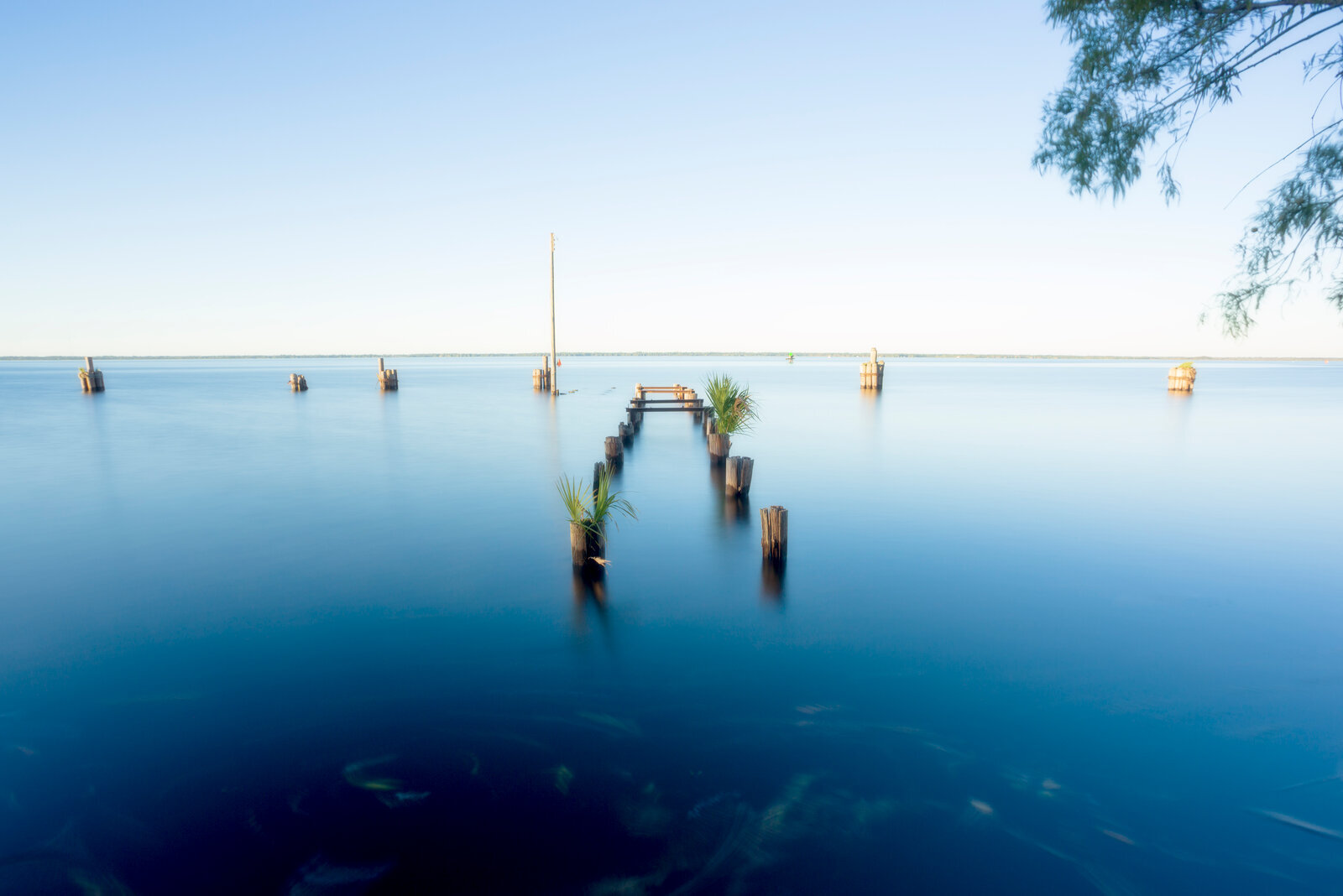 Submerged cypress stumps during high water in a cool twilight palette