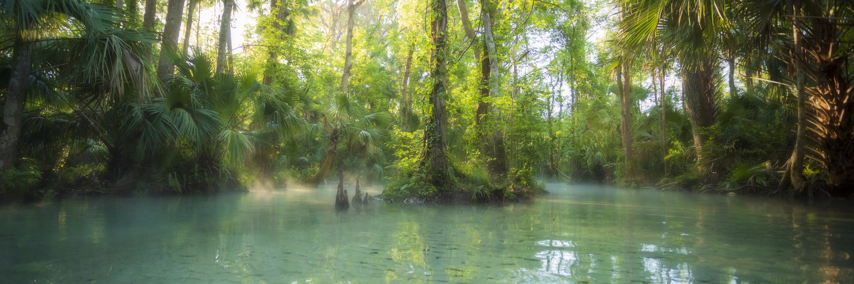 Mist rising over a lush forest creek trail with glowing green tones