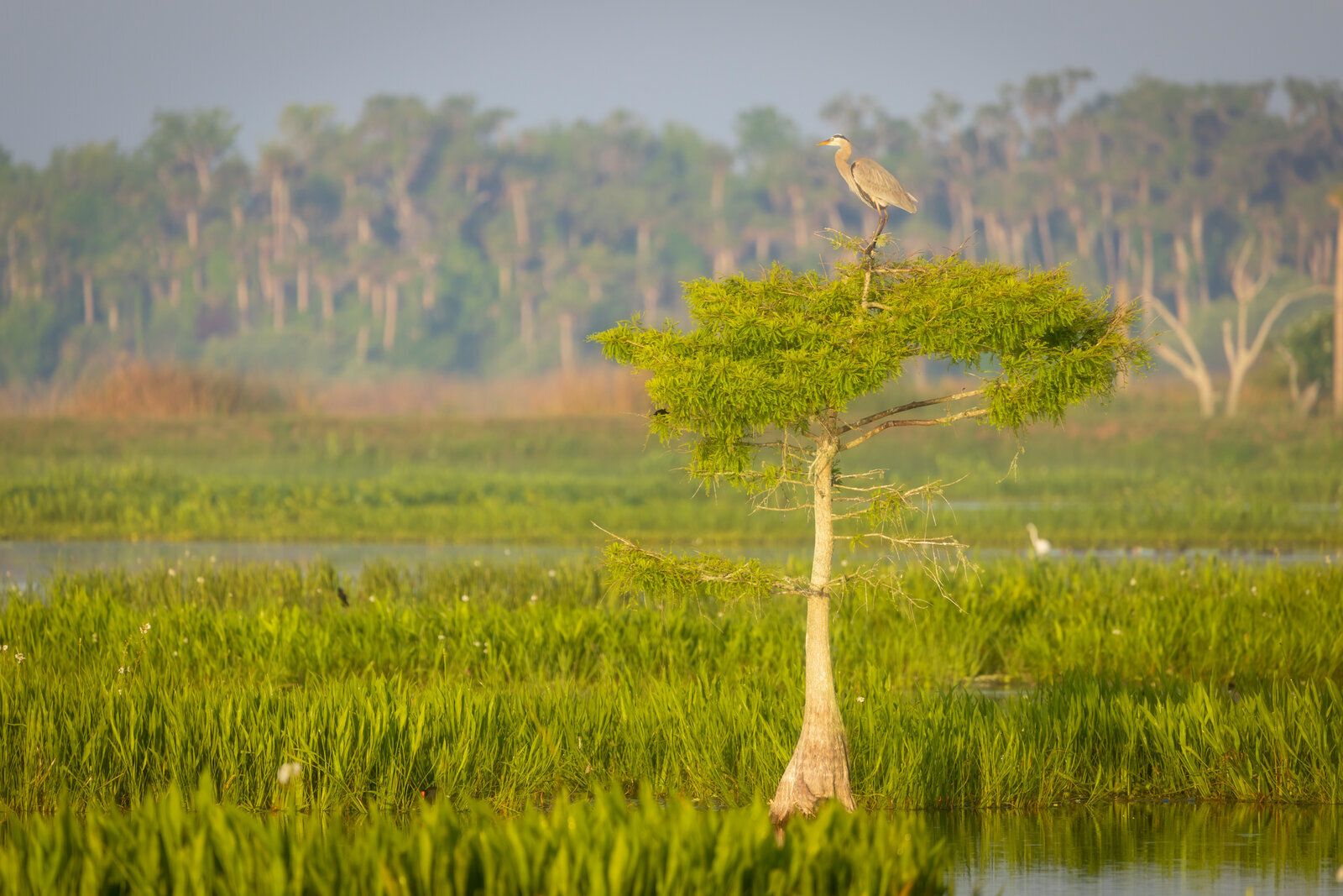 Lone cypress tree rises from a misty Florida wetland at sunrise, surrounded by lush marsh grasses and soft fog