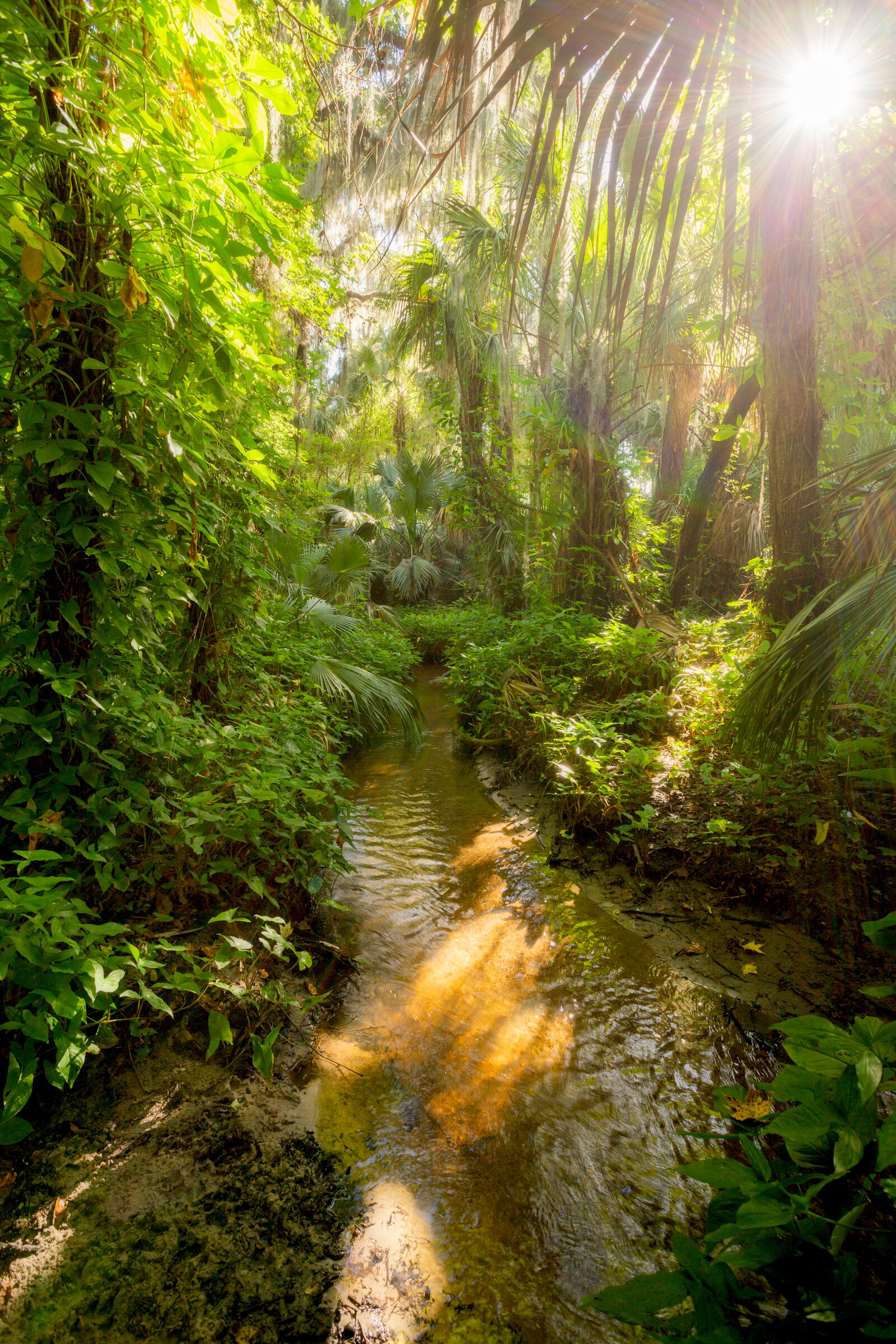Florida forest flooded...