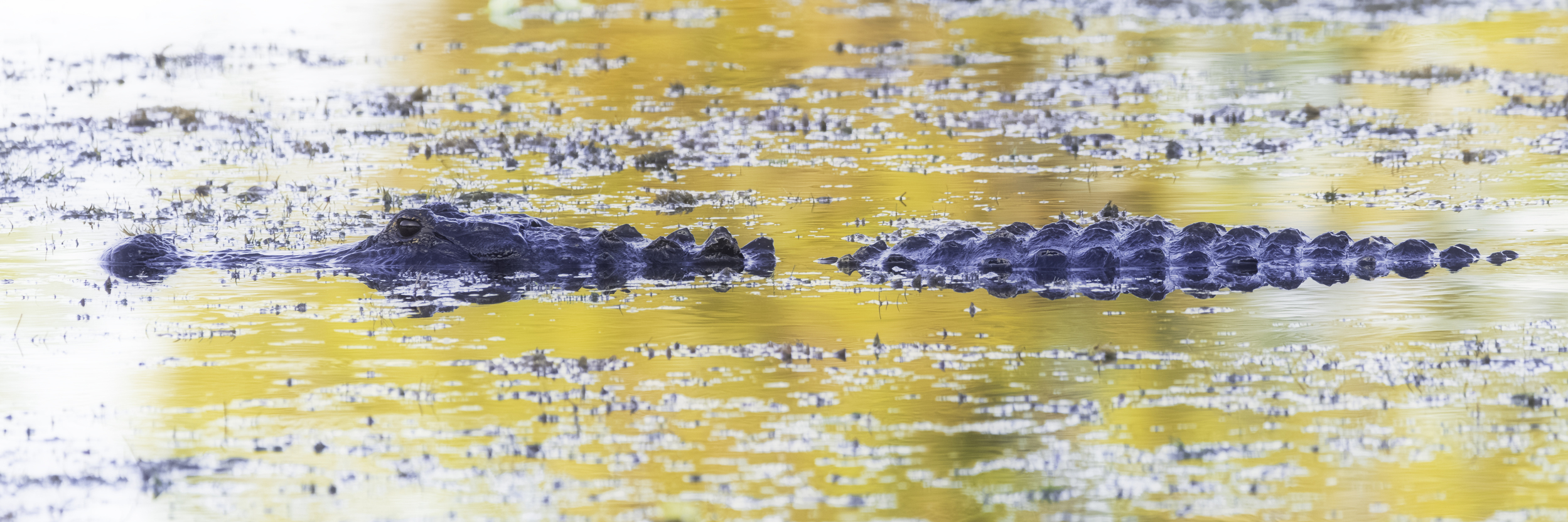 Alligator cruising through amber-colored pond water with reflection