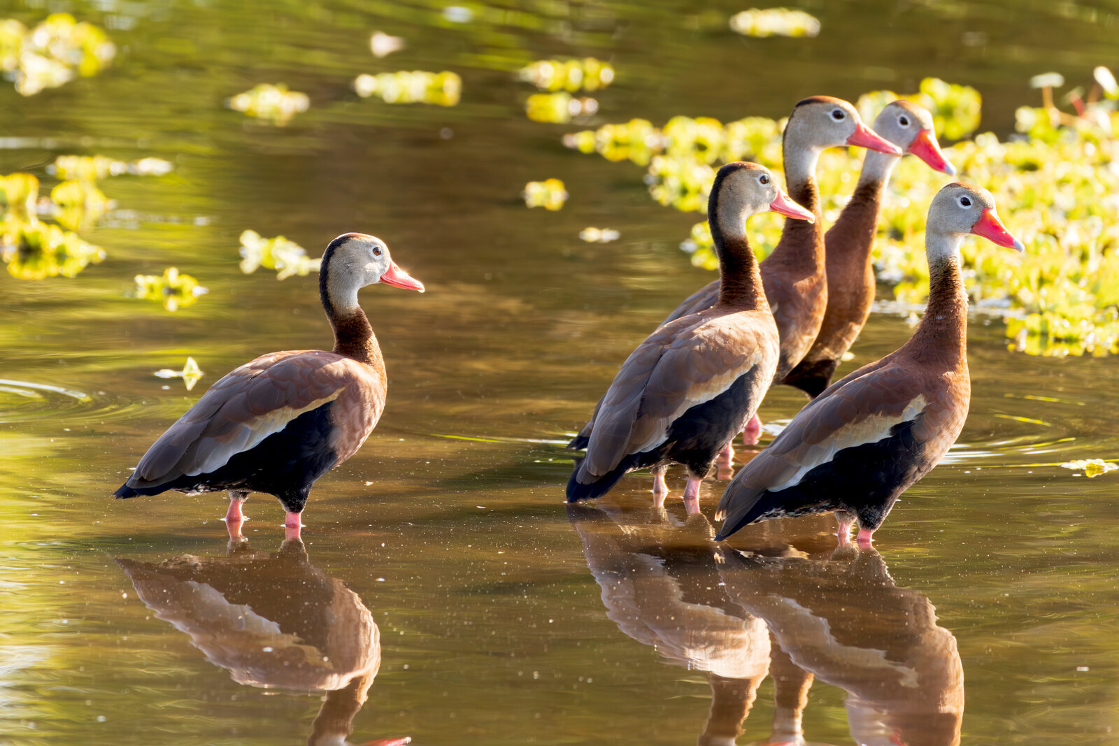 Group of cormorants swimming in formation at sunrise with golden reflections