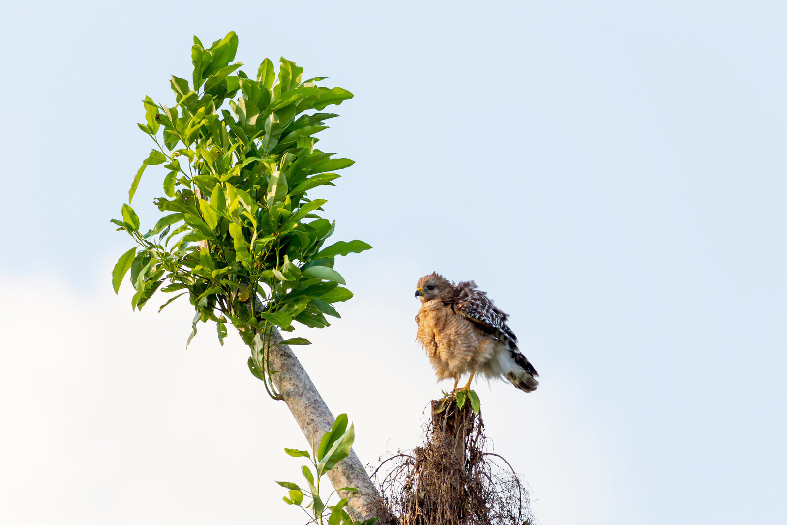 Hawk perched on high tree branch scanning surroundings against bright sky