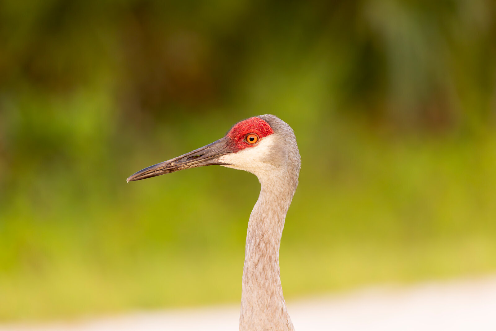 Portrait of sandhill crane with red crown in soft-focus green field